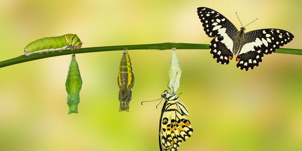 Life stages of a butterfly from caterpillar to adult on a branch.