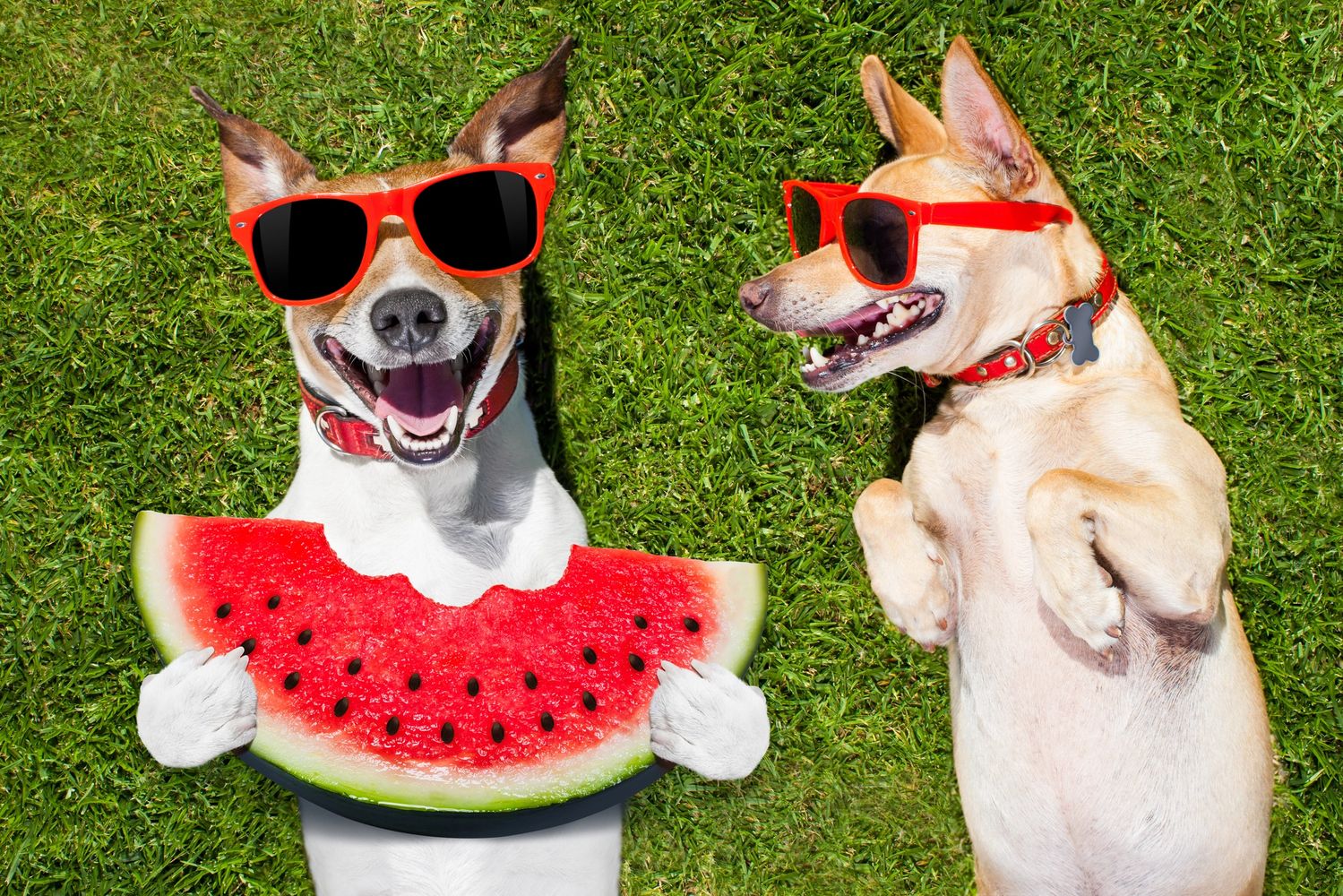 dogs lying in sun on grass and one is eating watermelon and both wearing sunglasses.