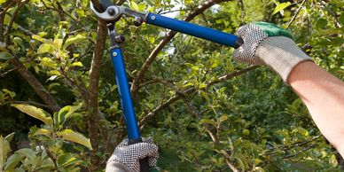 pruning 