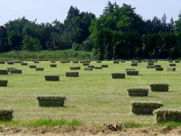 Field with rectangular hay bales scattered across grassy land.