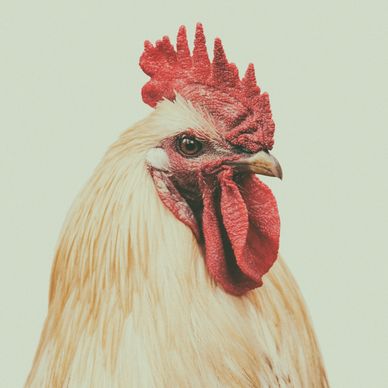 Close-up of a white rooster with a red comb and wattles against a plain background.
