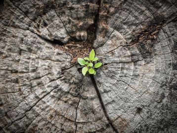 A small green plant growing from the center of a tree stump.