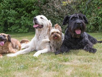 Three dogs resting on a clean green lawn