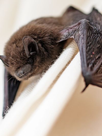 Bat removal, and bat exclusion services in northwestern ohio, Bat control picture.