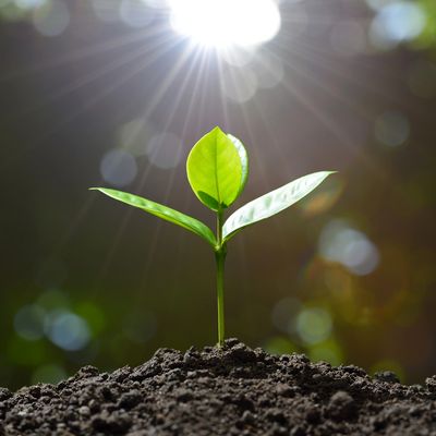 Hypnotherapy in Somerset