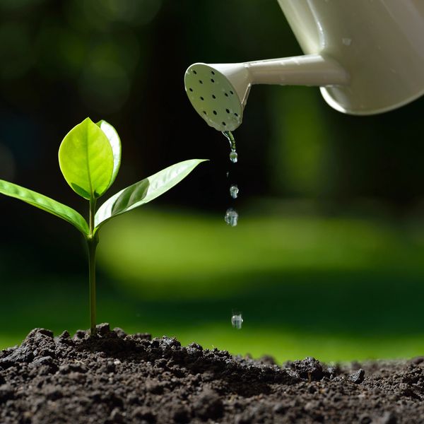 A small plant being watered with a white watering can in soil.