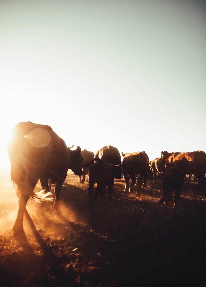 Cattle blowing up dust on rural farmland in warm sunset in summer