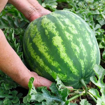 Hands holding a ripe watermelon in a garden.