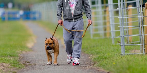 Person walking a dog on a path.