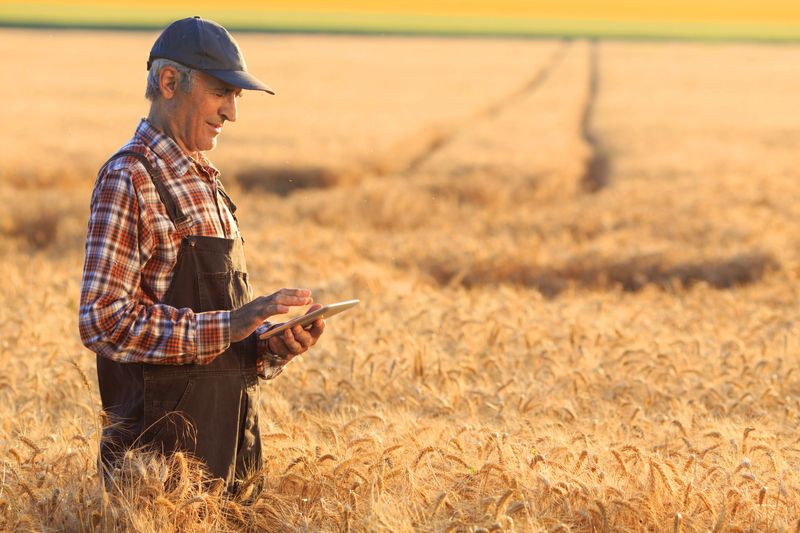 Mature farmer using digital tablet for examination of the wheat field status. Wears shirt,  union suit and a hat. On background sunbeam and gold colored field. Focus on foreground.