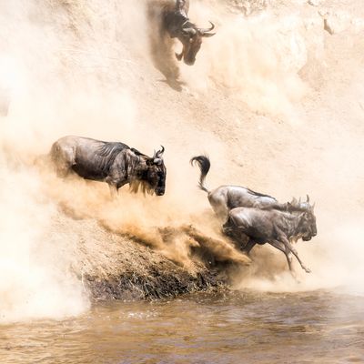 Wildebeests charging down a dusty riverbank into the water.