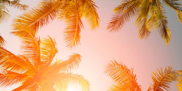 Sunlight filters through tall palm trees against a clear sky.