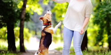 A dog stands on hind legs playing with a woman outdoors.