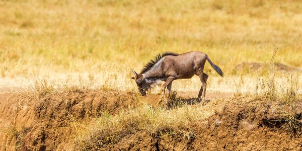 A lone wildebeest grazing on dry grass in a savanna.