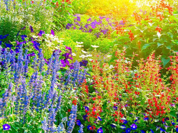 A vibrant garden blooming with colorful flowers under bright sunlight.