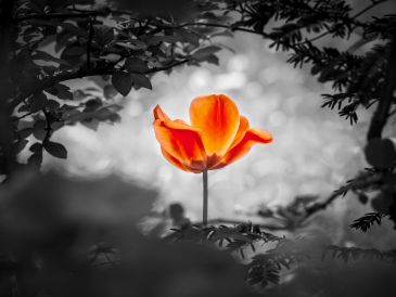 Une fleur orange éclatante en noir et blanc.