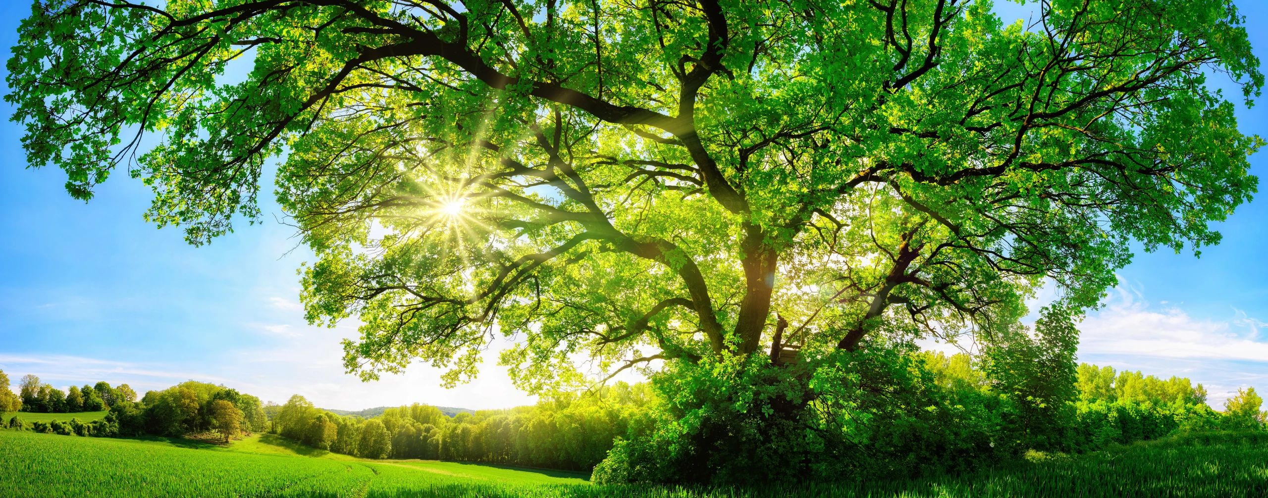Sun shining through a large green tree in a grassy field.