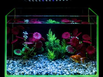Colorful aquarium with fish, plants, and pebbles.
