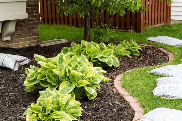 Fresh mulch bags laid out near newly planted hostas in a garden bed.
