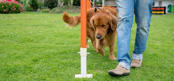 Dog training outdoors.