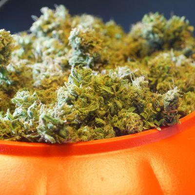 Close-up of cannabis buds in an orange container.