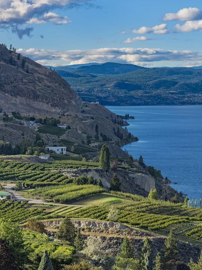 Scenic vineyard landscape by a large lake and mountains.