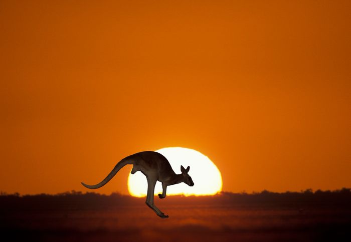 Red Kangaroo across an Outback sunset. Kangaroo Scrotum Souvenirs, www.outbacksouvenirs.com.au