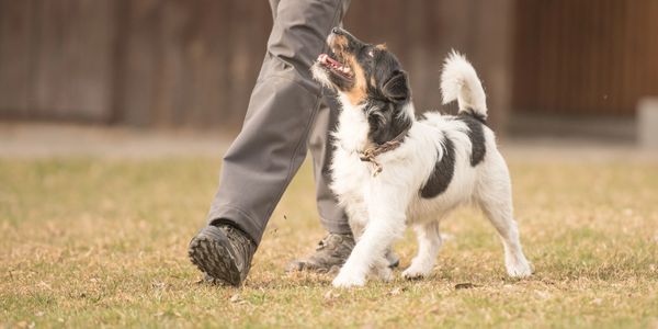A dog walking closely beside a person's legs.