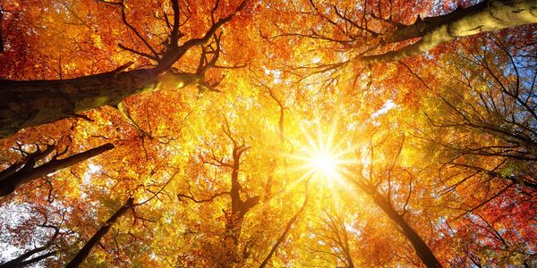 Sunlight filters through vibrant autumn leaves in a forest canopy.