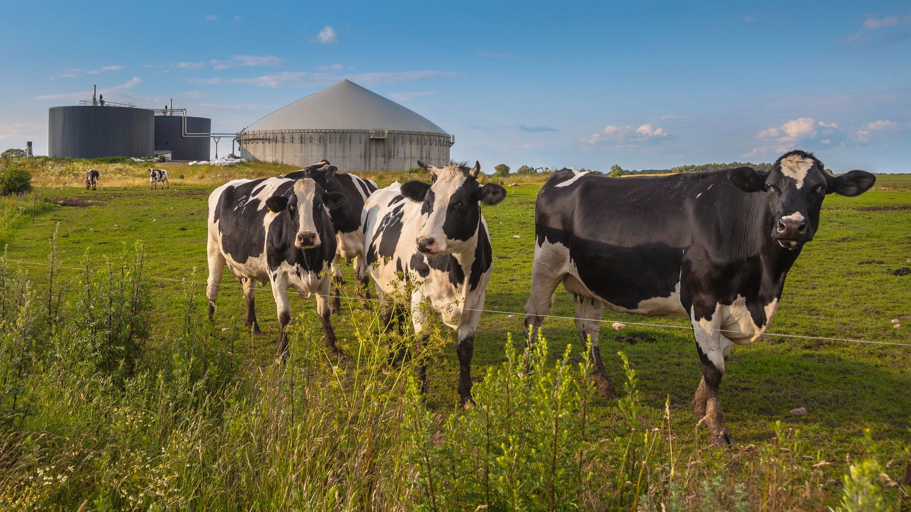Black and white cows grazing in a green pasture with industrial tanks in the background.