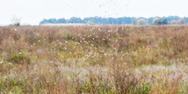 Small white insects flying over a grassy field on a sunny day.