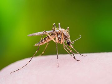 Close-up of a mosquito on skin.