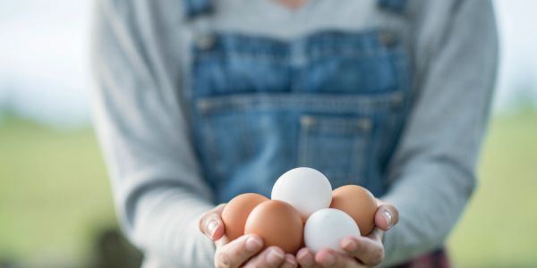 Cultivate Farm in Green County, East Tennessee providing farm fresh eggs and chickens