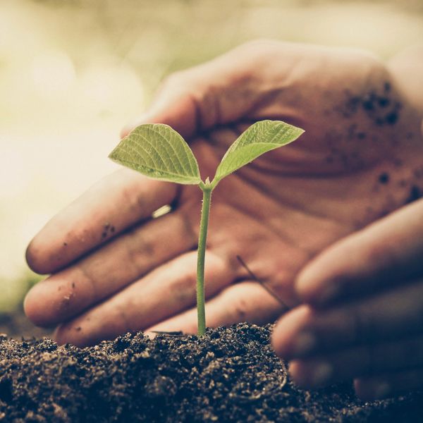Hands nurturing a small green seedling growing in soil.