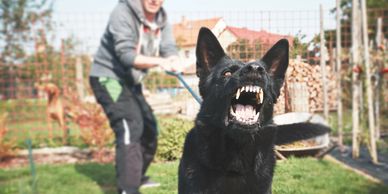 A black dog snarls aggressively while a man holds its leash in a backyard.