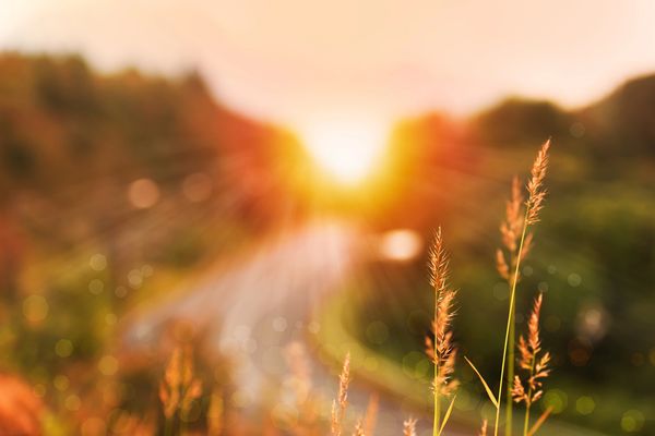 Sunset glow illuminating tall grass near a blurred road.