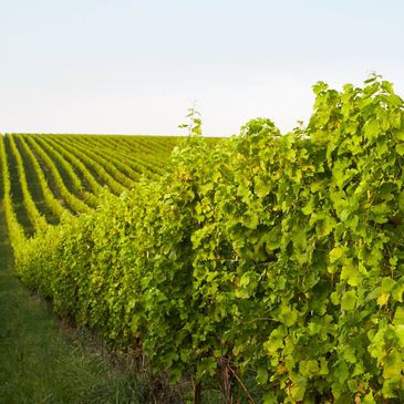 Rows of lush green grapevines in a vineyard under clear skies.