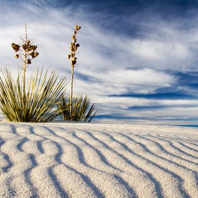 Desert plants growing on rippled white sand under a cloudy blue sky.