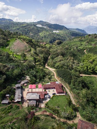 Columbian Coffee estate