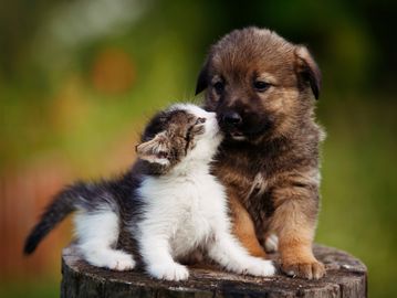 A kitten and a puppy share a tender moment on a tree stump.