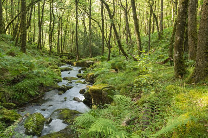An image of a beautiful stream in the forest on Dartmoor National Park, Devon, England, UK. A slow shutter speed was used  to create the milky effect of the water.
