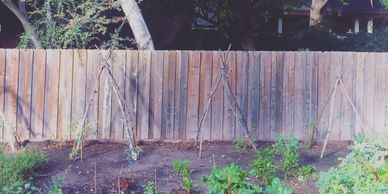 Wooden trellises set up in a garden for climbing plants.