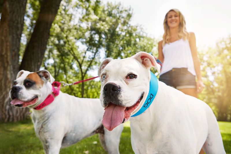 Shot of a young woman with her two dogs at the park