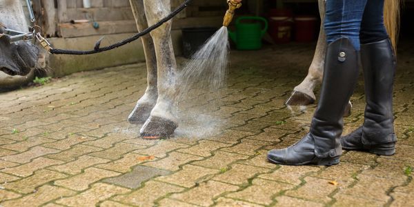The spa benefits horse hooves