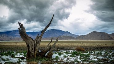 Dead tree stump in a rainy desert landscape.
