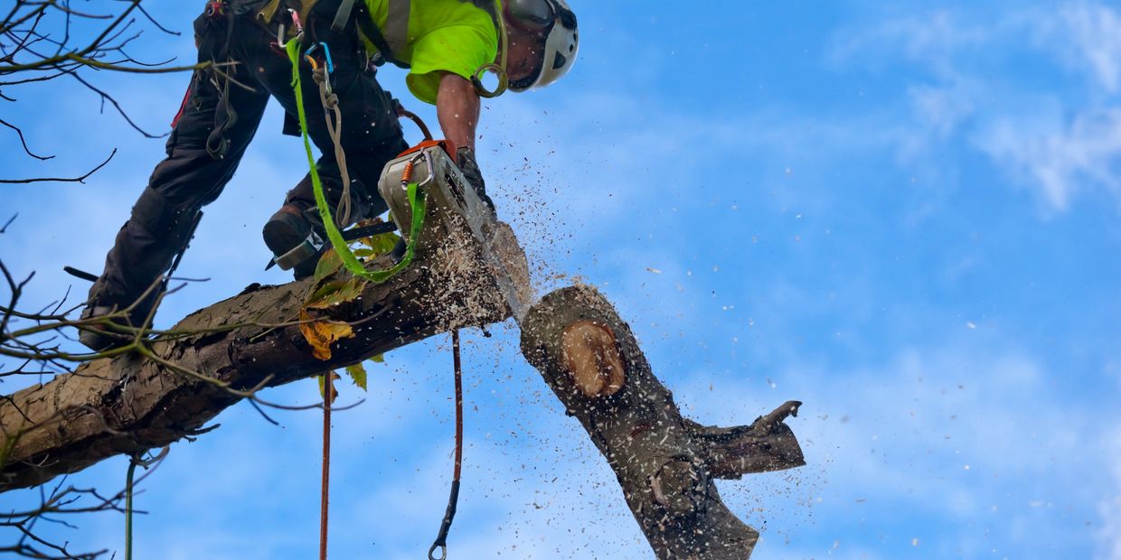 Arborist cutting a tree branch with a chainsaw high in the sky.