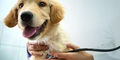 A golden retriever puppy being examined by a veterinarian with a stethoscope.