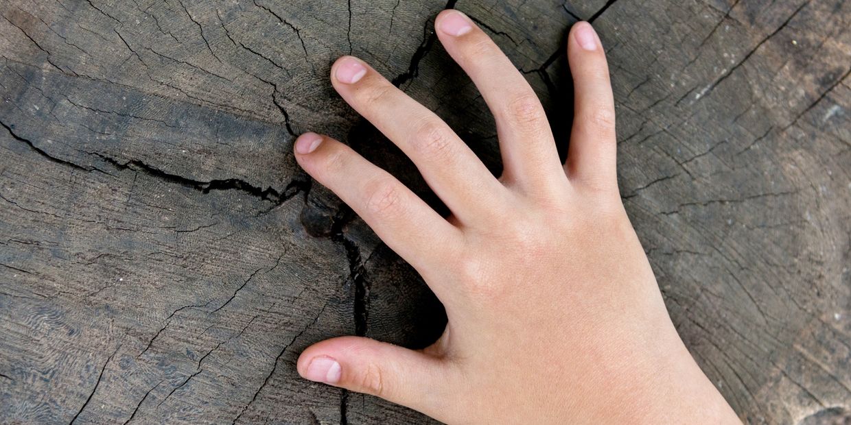 A child's hand touching the rings of a tree stump.