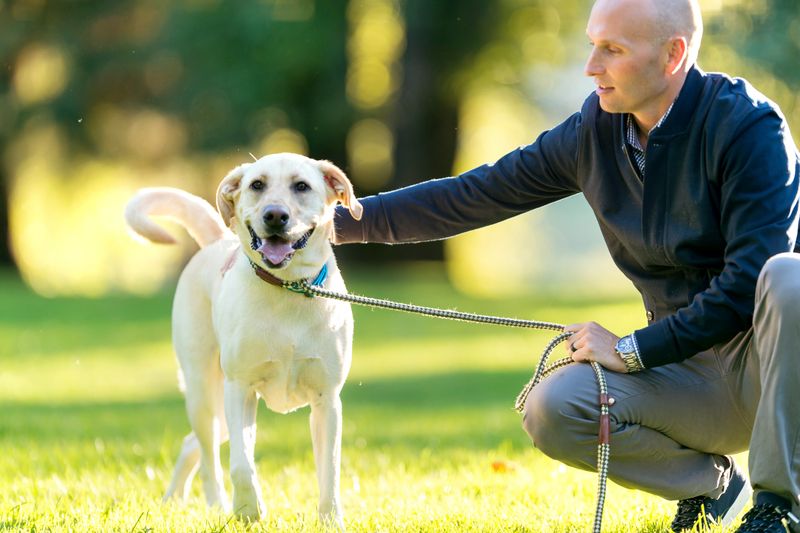Beautiful dog on a leash held by its owner at the local park