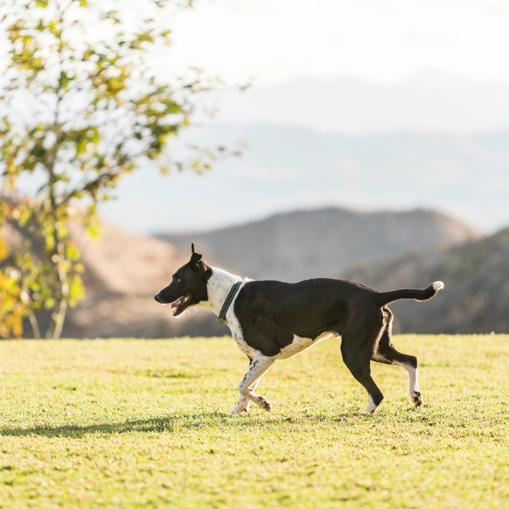 Reliable Dog Walking Services for Happy, Healthy Dogs